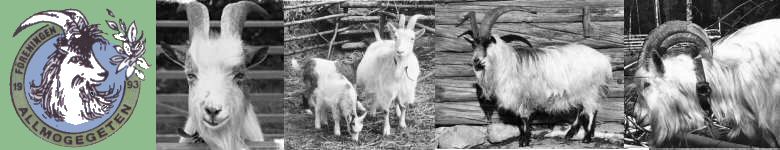 Allmogegetter - gingeget, jmtget, lappget