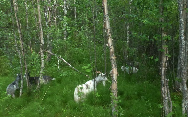 Lappgetter på skogsbete